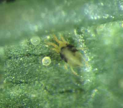 two spotted mite